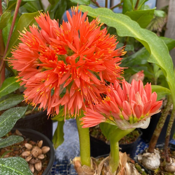 Scadoxus pole-evansii x nutans - 2 gallon plant