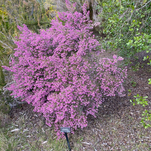 Erica canaliculata - 1 gallon plant