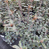 Frangula californica 'Leatherleaf' - 1 gallon plant