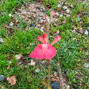 Salvia greggii 'Tangerine' - 1 gallon plant