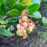 Arbutus andrachne - 1 gallon plant