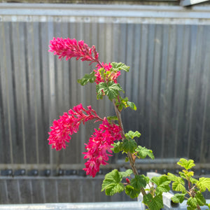 Ribes sanguineum 'King Edward VII' - 1 gallon plant