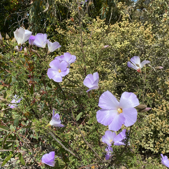 Alyogyne huegelii 'Sail Away' - 1 gallon plant
