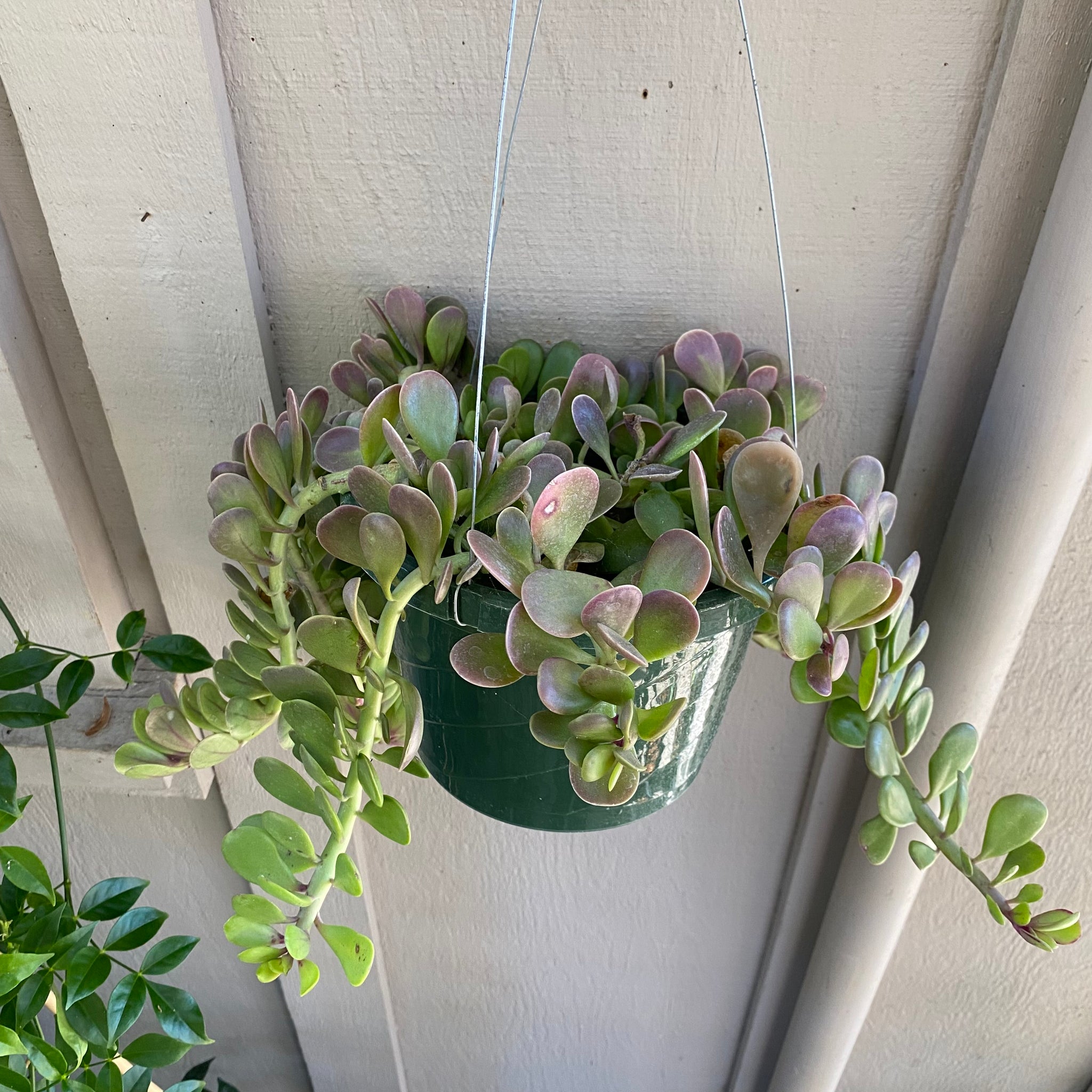 hanging jade plant Kleinia petraea
