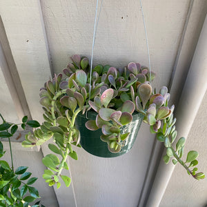 Kleinia petraea - 8 inch hanging plant