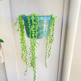 Curio rowleyanus - 6 inch hanging plant
