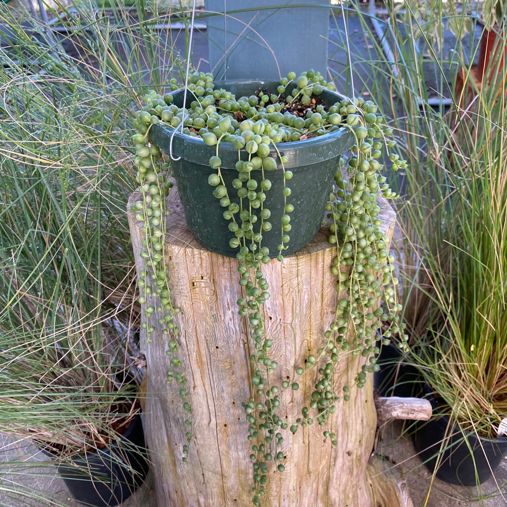 Curio rowleyanus - 6 inch hanging plant – Norrie's Gift and Garden