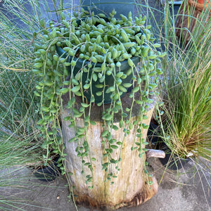 Curio herreanus - 8 inch hanging plant