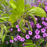 Morus macroura 'Pakistan' Mulberry - 2 gallon plant