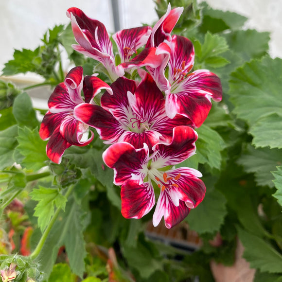 Pelargonium 'New Gypsy' - 1 gallon plant