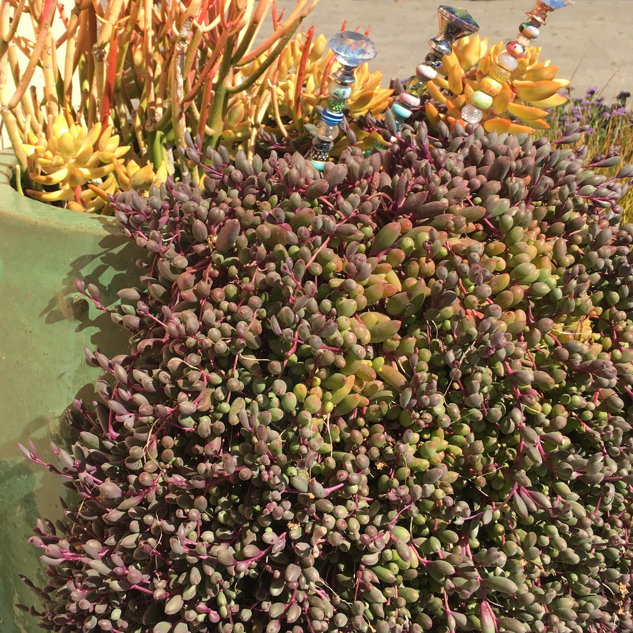 ruby hanging plant Crassothonna capensis 'Ruby Necklace'