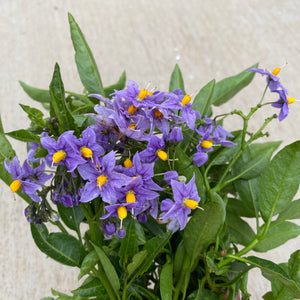 Solanum crispum 'Glasnevin' - 1 gallon plant