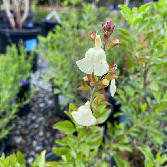 Salvia x jamensis 'Cienega de Oro' - 1 gallon plant