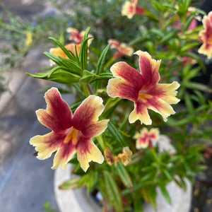 Diplacus 'Changeling' - 1 gallon plant