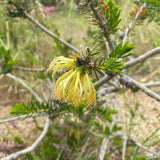 Calothamnus quadrifidus (yellow flower) - 1 gallon plant