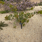 Hakea brownii - 5 gallon plant