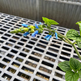Salvia bullulata - 1 gallon plant