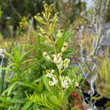 Lomatia tinctoria - 1 gallon plant