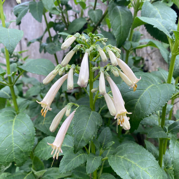 Phygelius x rectus (white flower) - 1 gallon plant