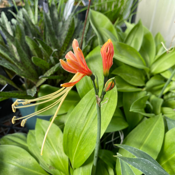 Eucrosia bicolor - 4 inch plant