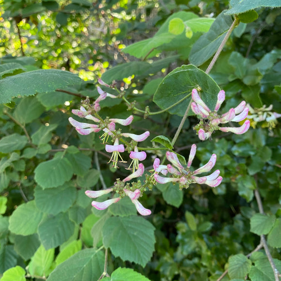Lonicera hispidula - 1 gallon plant