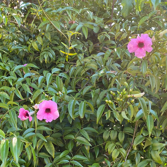 Pandorea jasminoides (dark pink flower) - 2 gallon plant