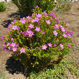 Orphium frutescens - 1 gallon plant