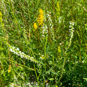 Platanthera dilatata - 1 gallon plant