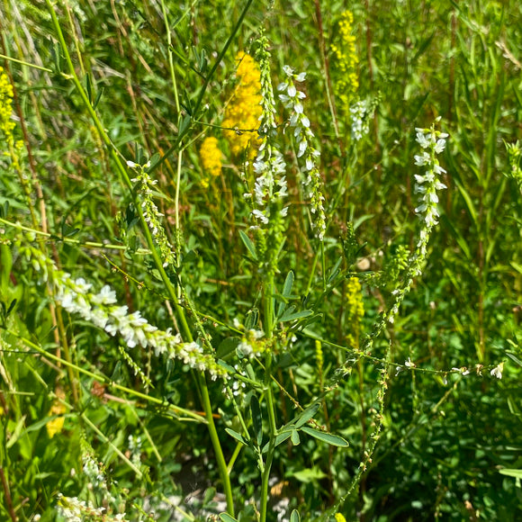 Platanthera dilatata - 1 gallon plant