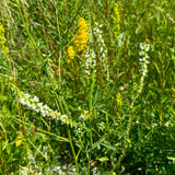 Platanthera dilatata - 1 gallon plant