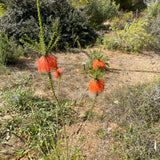 Beaufortia sparsa - 2 gallon plant