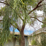 Acacia stenophylla - 1 gallon plant