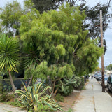 Acacia stenophylla - 1 gallon plant