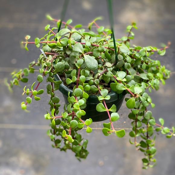 Portulacaria afra (prostrate form) - 6 inch hanging plant