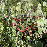 Arctostaphylos silvicola - 5 gallon plant