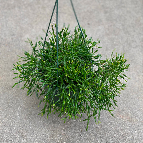 Hatiora salicornioides - 6 inch hanging plant