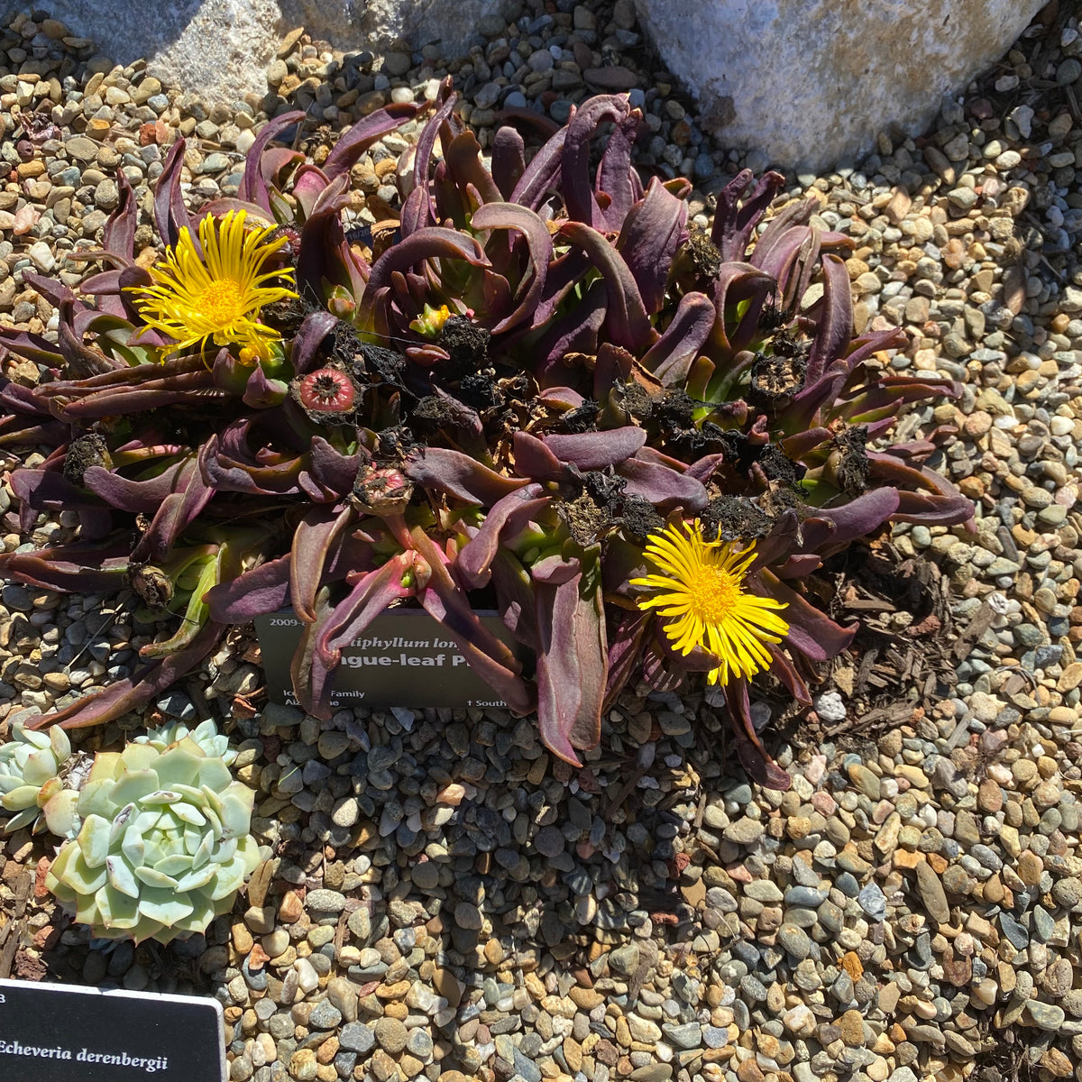 Glottiphyllum longum - 6 inch plant – Norrie's Gift and Garden Shop at ...