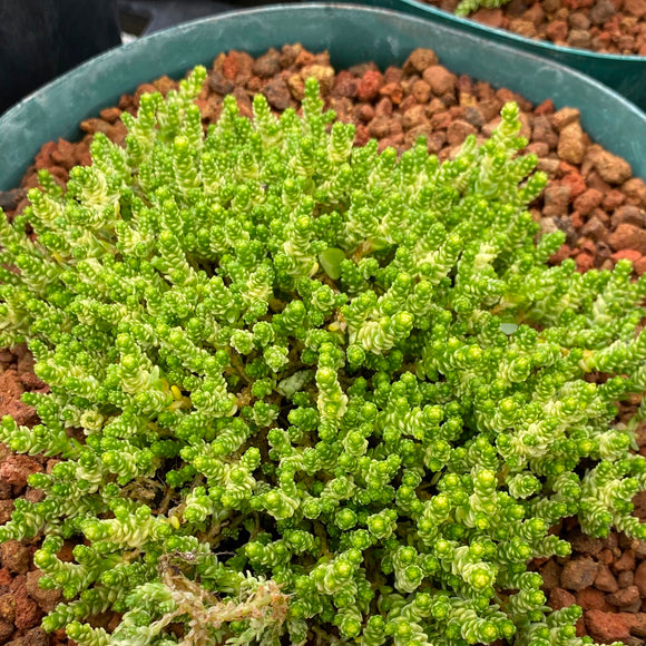 sedum acre succulent Sedum acre 'Elegans'