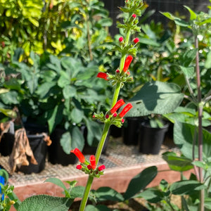 Salvia orthostachys - 1 gallon plant