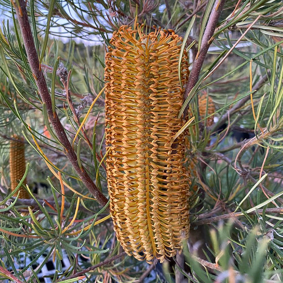 Banksia spinulosa 'Nimble Jack' - 2 gallon plant