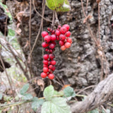 Lonicera hispidula - 1 gallon plant
