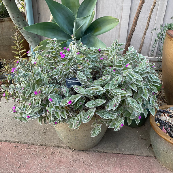 Tradescantia sillamontana