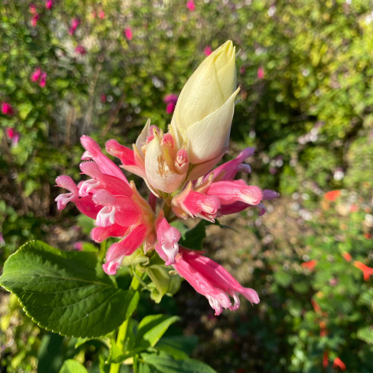 Salvia wagneriana 'White Bracts' - 2 gallon plant – Norrie's Gift and ...