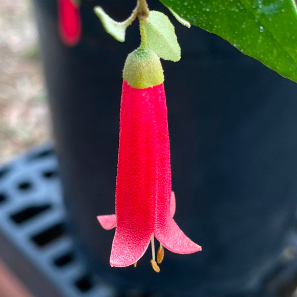 Correa pulchella 'Barbie' - 1 gallon plant