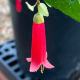 Correa pulchella 'Barbie' - 1 gallon plant