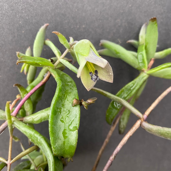 Kalanchoe beauverdii - 6