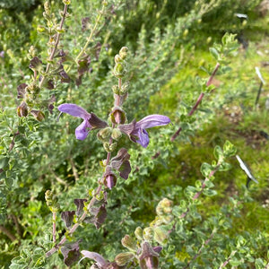 Salvia africana (giant form) - 1 gallon plant