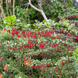 Ribes speciosum - 1 gallon plant