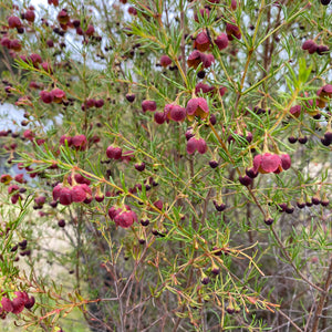 Boronia megastigma 'Jack Maguire's Red' - 5 gallon plant