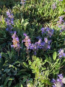 Salvia sonomensis 'Fremont's Carpet' - 1 gallon plant